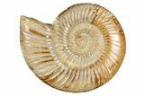 Polished Jurassic Ammonite (Perisphinctes) - Madagascar #256013-1